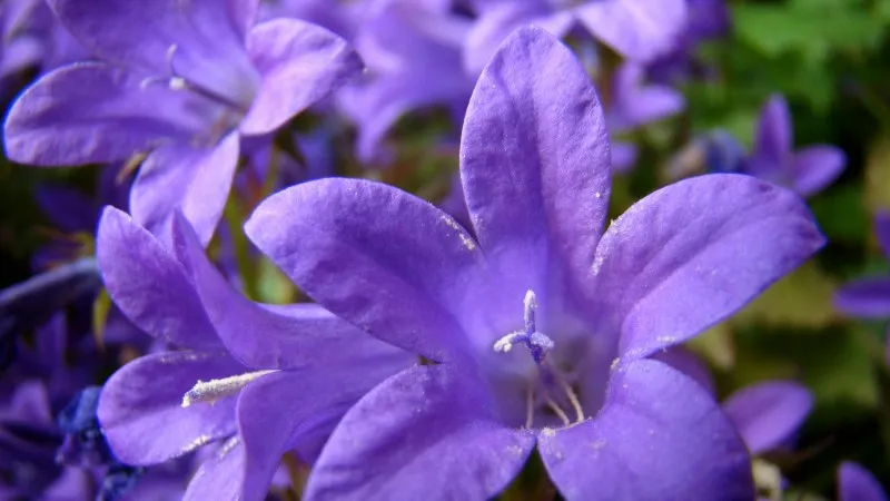 Dense mass of sunlit purple campanula flowers