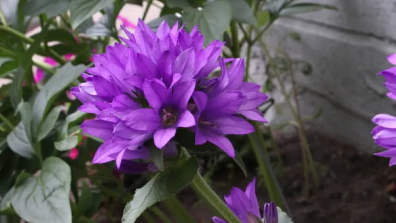 Tall purple campanula flower standing in a mountain wildflower meadow