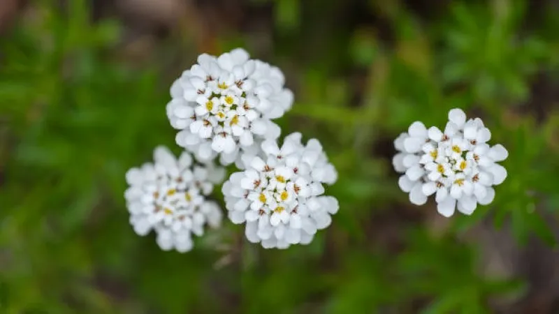 Top-down view of white candytuft flower clusters growing in greenery