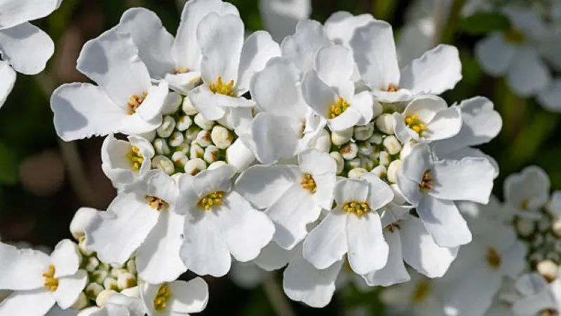 Wide carpet of white candytuft flowers covering a garden bed