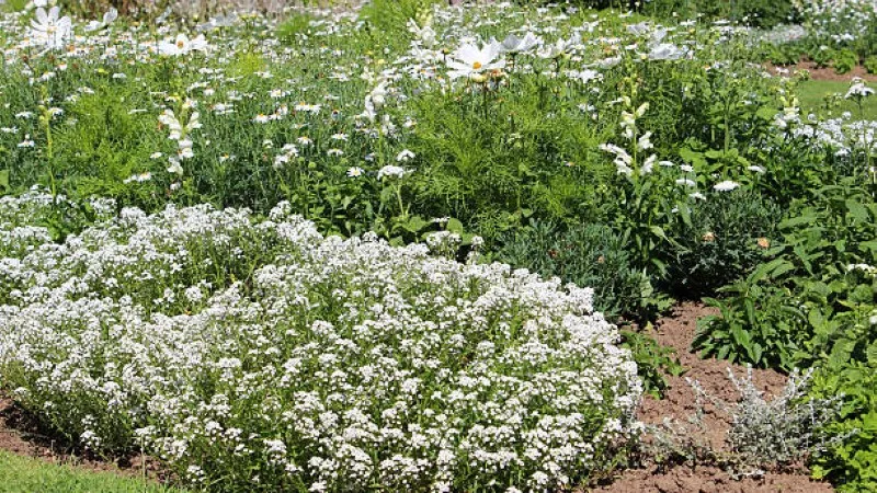 Four round clusters of white candytuft flowers against green foliage