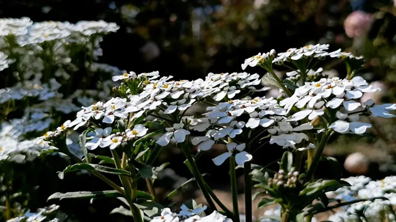 Multiple rounded white candytuft flower clusters in close-up