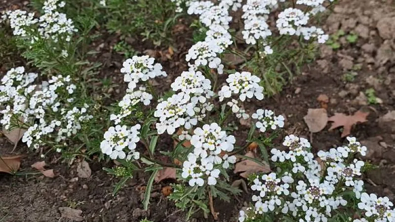 Sprawling mound of white candytuft flowers used as ground cover