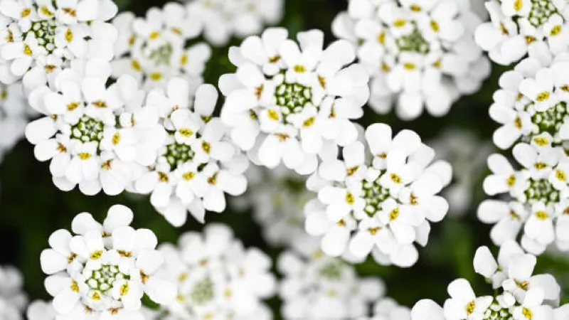 White candytuft flower cluster growing near pink rose blooms