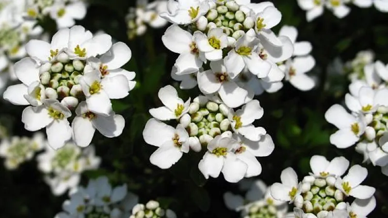 Dense carpet of small white candytuft flowers covering green foliage