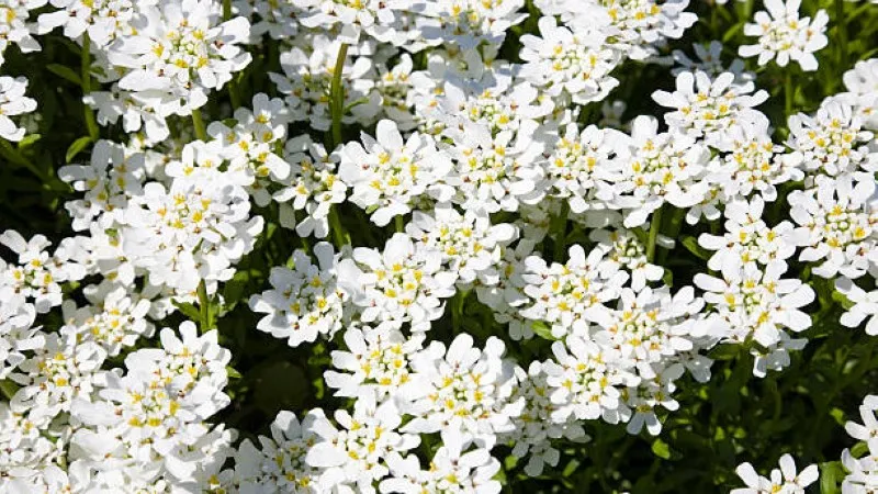 Mounded white candytuft flowers growing along a garden border