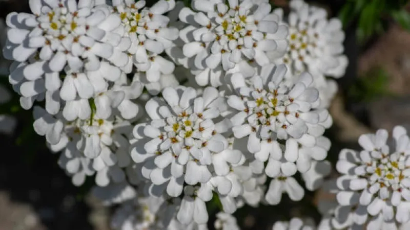 White candytuft flowers blooming in a freshly mulched garden bed