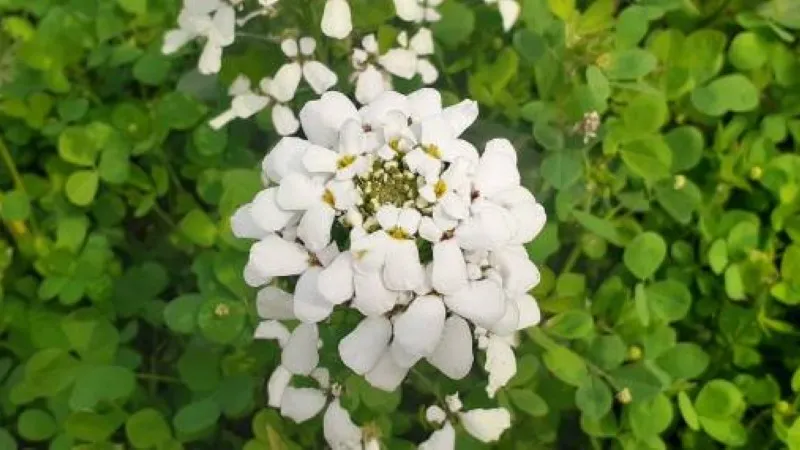 Sunlit white candytuft flowers blooming along a garden path