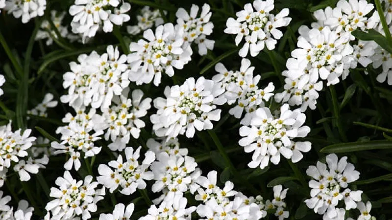 White candytuft flower clusters rising on slender green stems
