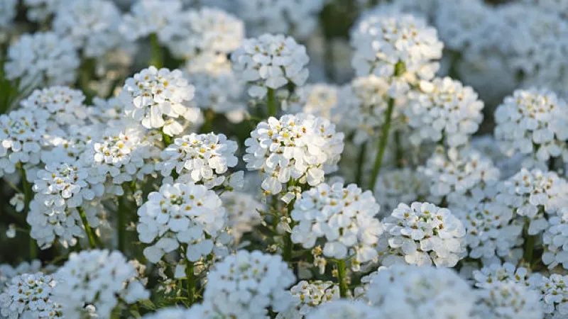 White candytuft flowers surrounding tight green flower buds