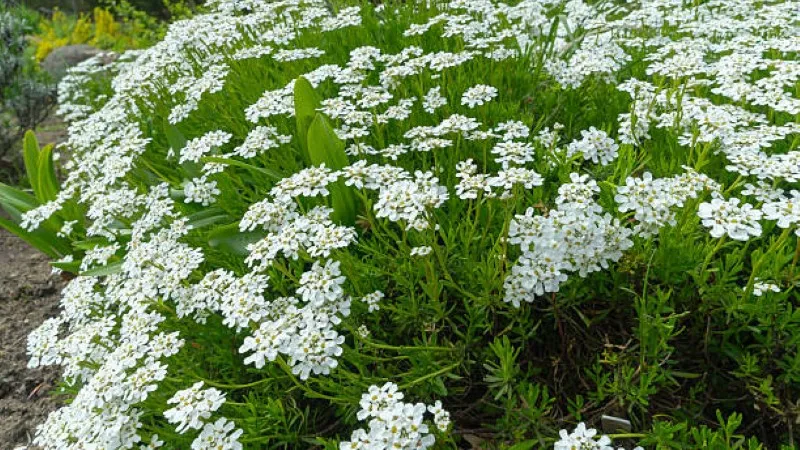Close-up of white candytuft flowers surrounded by unopened green buds