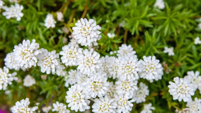Close-up of white candytuft flowers showing yellow-green centers