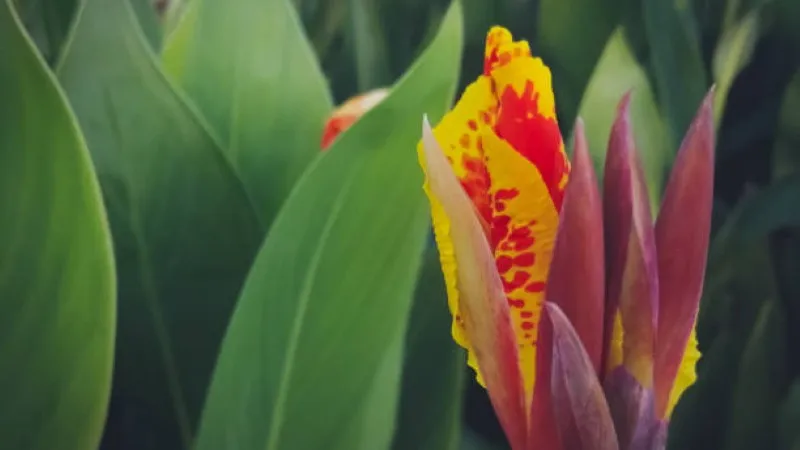 Yellow canna lily bud with red speckling among green leaves