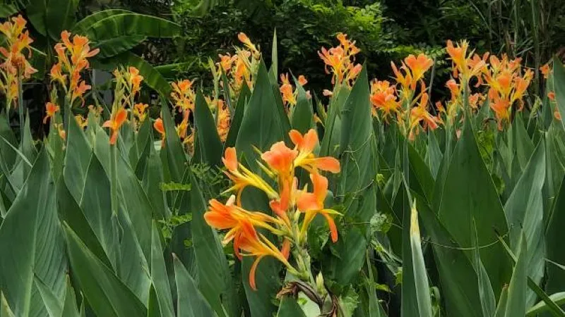 Dense planting of orange canna lily flowers with broad leaves