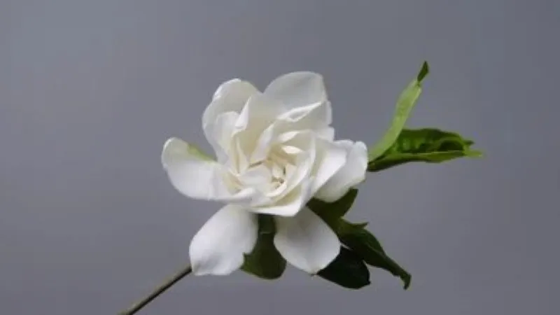 White Cape Jasmine flower with layered petals on gray studio background