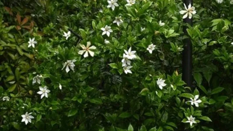 Dense green hedge covered in small white Cape Jasmine flowers
