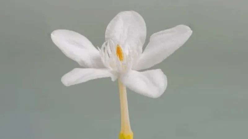 Macro shot of a Cape Jasmine flower opening with twisted white petals and a bright orange center surrounded by soft green leaves.