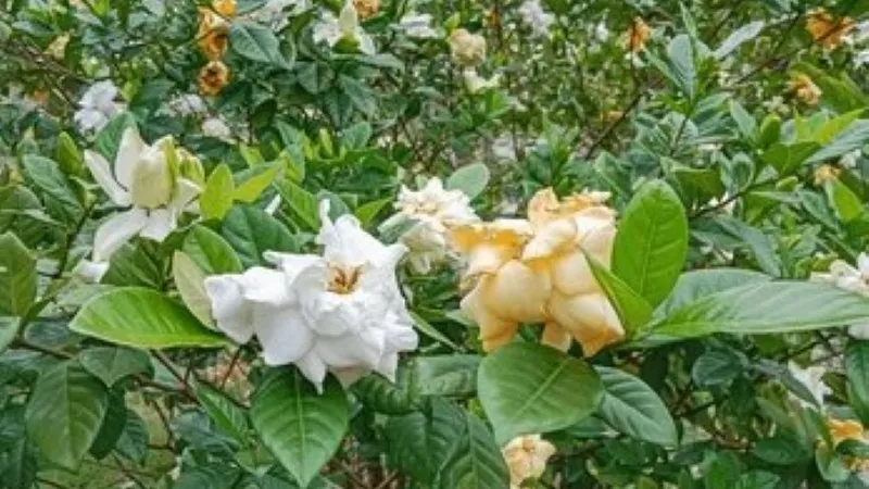 Cape Jasmine shrub showing fresh white flowers and aging yellow blooms among green foliage