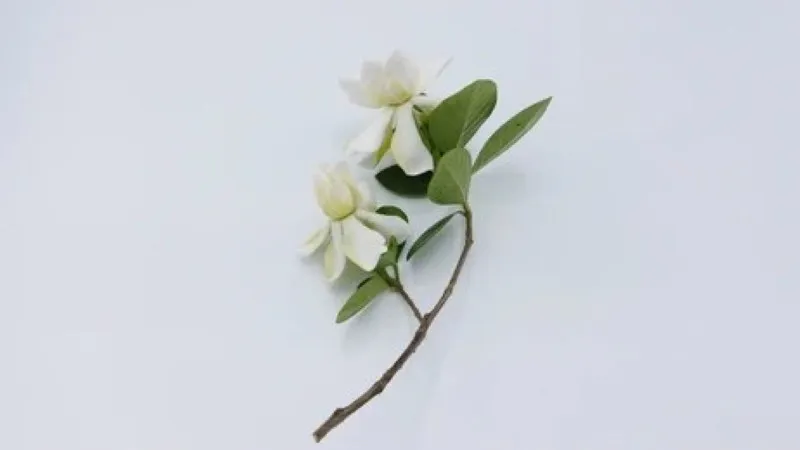 Cape Jasmine flower stem with two white blooms and glossy leaves on white background