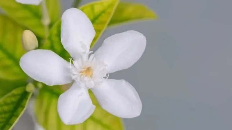 Close-up of white Cape Jasmine flower beside an unopened bud, showing delicate petals and fresh green foliage in a natural garden setting.