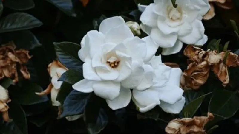 White Cape Jasmine flower blooms with wilted brown flowers in the background, creating a natural contrast in the garden.