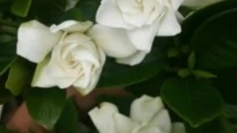 Cluster of white Cape Jasmine flowers blooming among dark green leaves outdoors