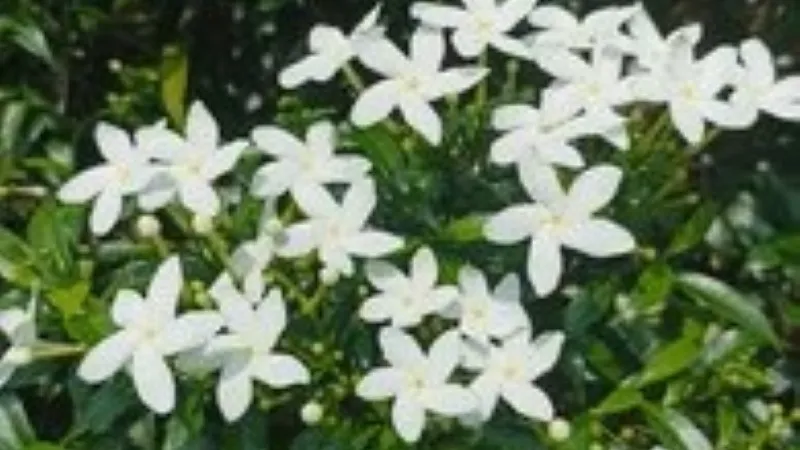 White star-shaped Cape Jasmine flower among green leaves in sunlight