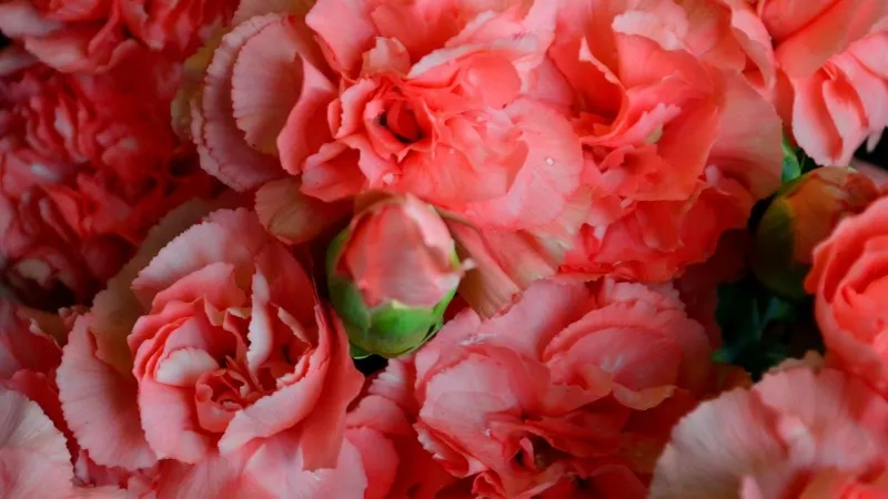 Close-up of coral Carnation flower blooms with a green bud peeking through delicate petals.