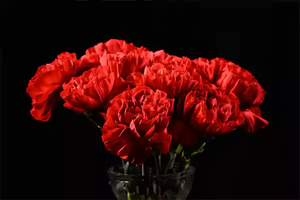 Carnations