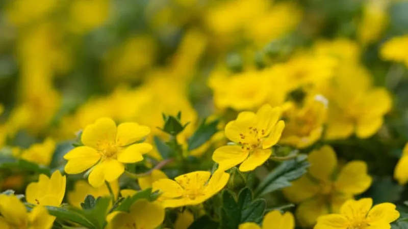 Dense carpet of small yellow Cinquefoil flower blooms with serrated green leaves.