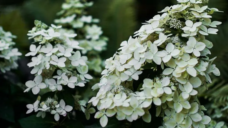 White cone-shaped oakleaf hydrangea flowers cascading on a shrub