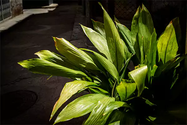 Cast Iron plant