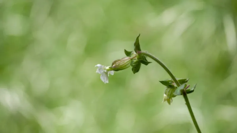 Small white Catchfly flower bud opening on a curved stem.