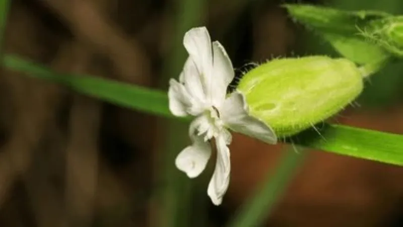 White Catchfly flower beside a green swollen seed capsule growing naturally outdoors.
