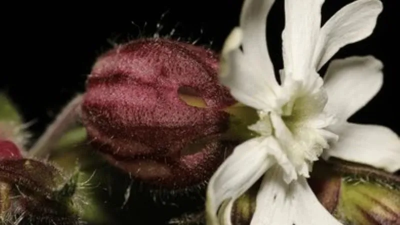 Close-up of Catchfly flower beside a fuzzy reddish seed capsule on a slender stem.