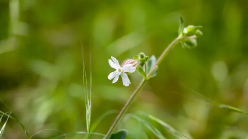 White Catchfly flower with red-streaked calyx growing in grassland.