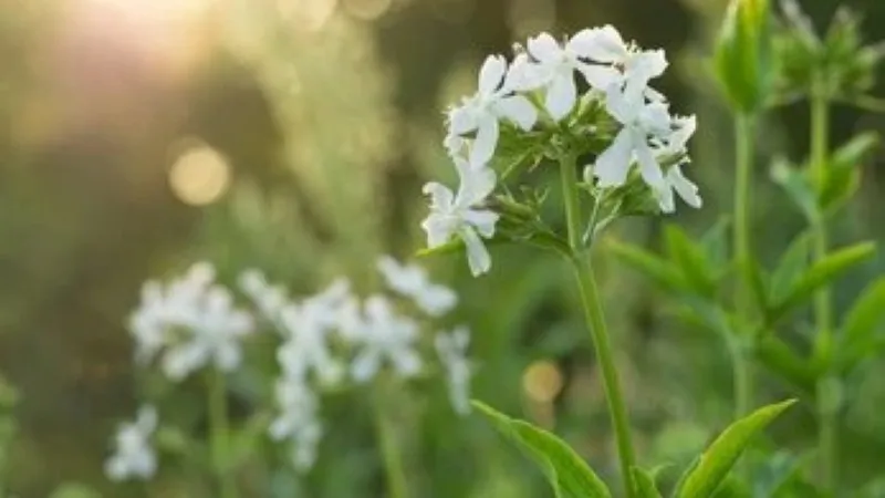 White Catchfly flower blooms growing in a sunlit garden during golden hour.