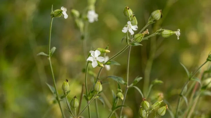 White Catchfly flower blooms and seed pods growing among green meadow grasses.