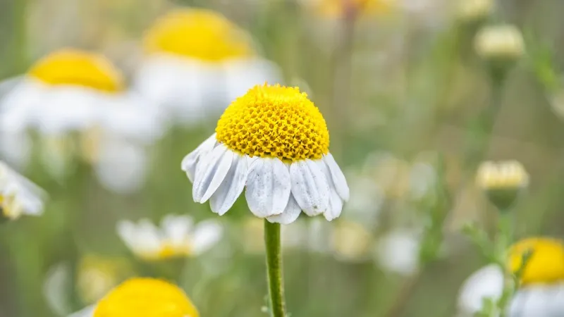 Close-up of white Chamomile flower blooms with yellow centers in a green meadow.