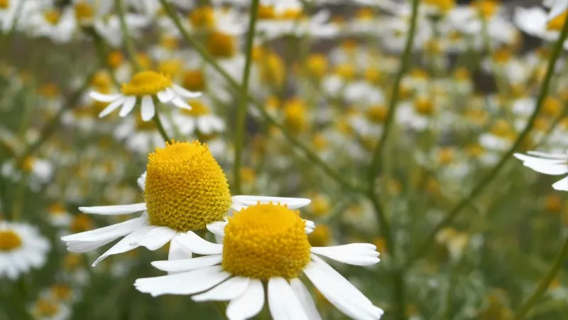 Wide field of Chamomile flower blooms bathed in warm golden sunlight.