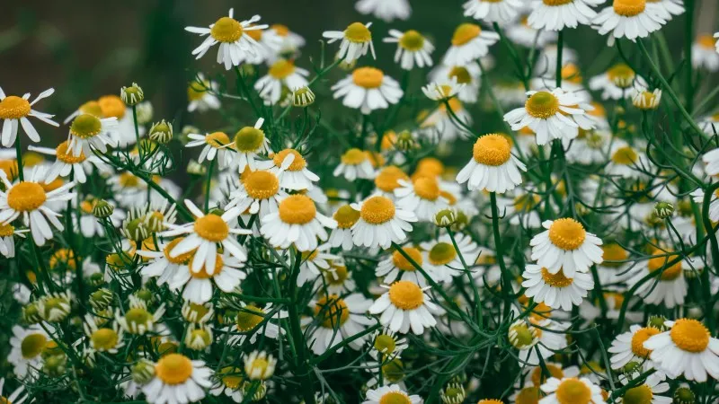 Close-up of Chamomile flower with prominent raised yellow cone center.
