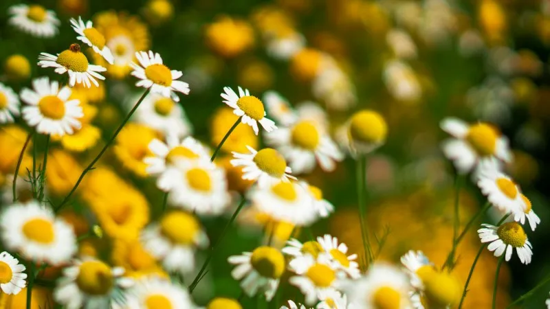 White Chamomile flower with yellow center against a soft green background.