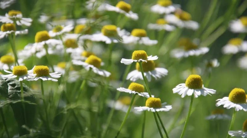 White and yellow Chamomile flower blooms growing in a sunlit field.