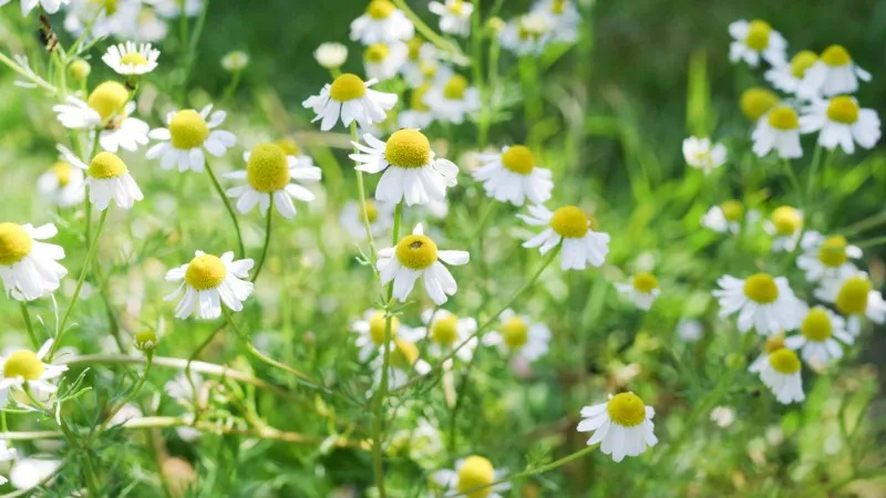 Chamomile flower blooms with yellow centers swaying gently in a sunny meadow.