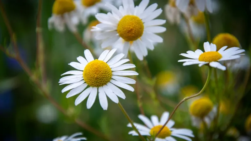 Overhead view of white Chamomile flower blooms with yellow centers on dark background.