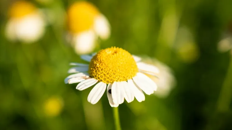 Bright white Chamomile flower blooms growing in a vivid green field.