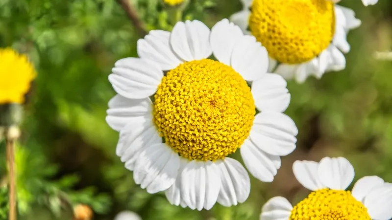 Chamomile flower blooms with yellow domed centers glowing in golden hour light.