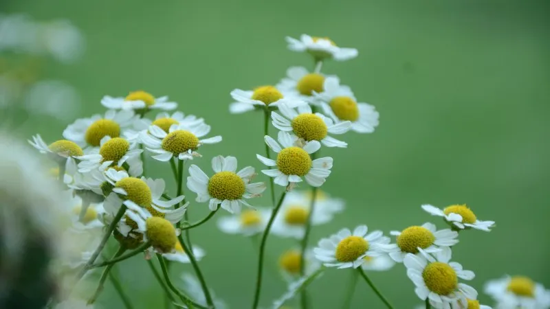 Close-up of Chamomile flower with raised yellow domed center in a field.