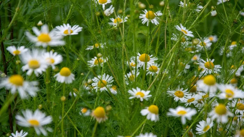 Chamomile flower blooms mixed with yellow wildflowers in a sunlit field.