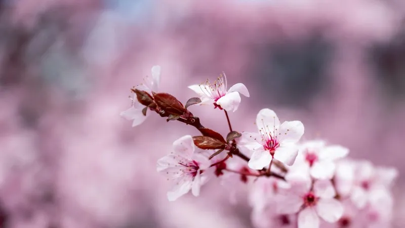Pink Cherry Blossom flower branch with a full blooming tree in the background.